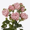 Rosa spray pink flow
