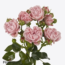 Rosa spray pink flow