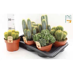CACTUS GEM