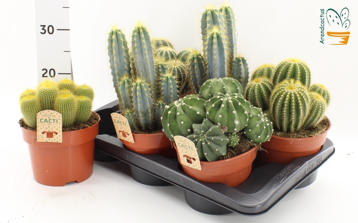 <h4>CACTUS GEM</h4>