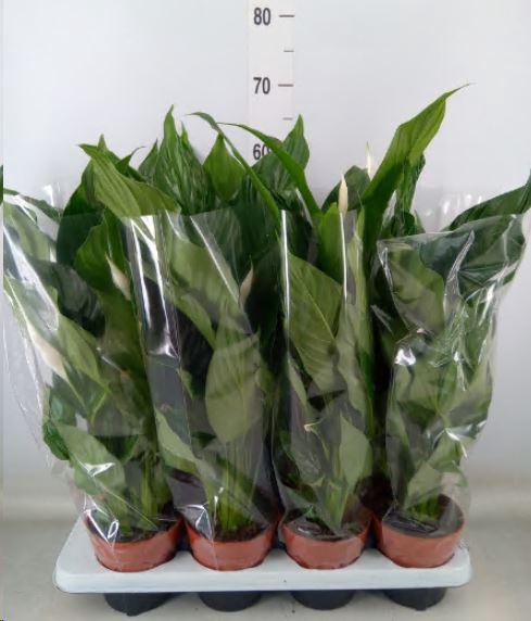 <h4>Spathiphyllum  'Sweet Chico'</h4>