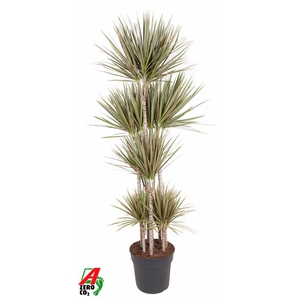 Dracaena Bicolor