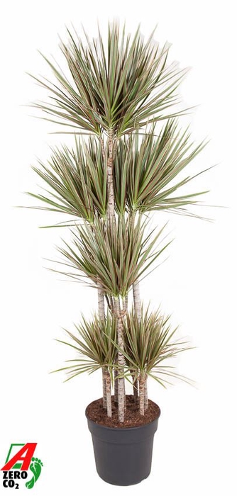 <h4>Dracaena Bicolor</h4>