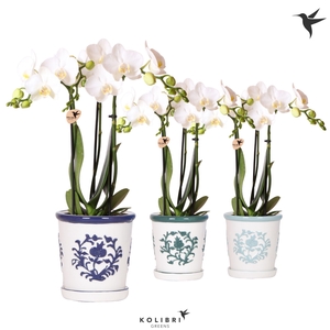 Kolibri Orchids Phalaenopsis white 3 spike in Malaga pot blue