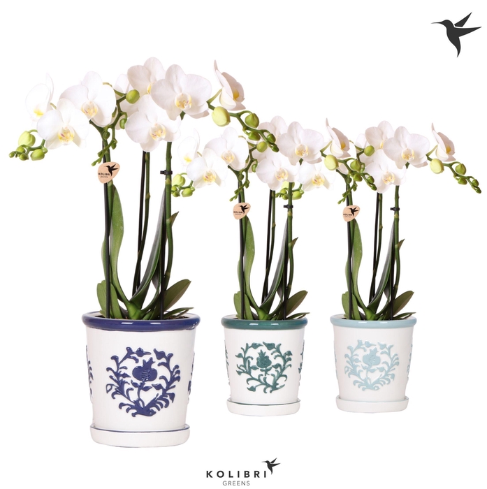 <h4>Kolibri Orchids Phalaenopsis white 3 spike in Malaga pot blue</h4>