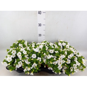 Calibrachoa  'Minifam Dbl White'
