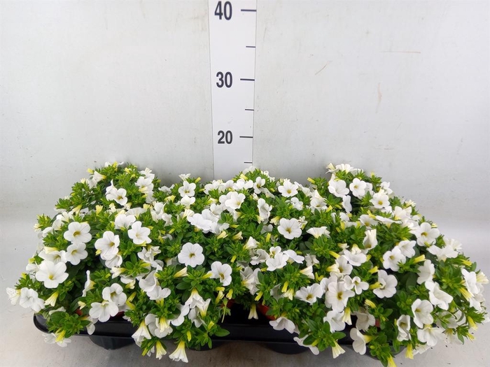 <h4>Calibrachoa  'Minifam Dbl White'</h4>