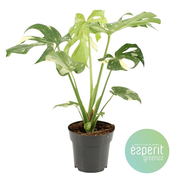 <h4>Monstera Thai Constellation</h4>