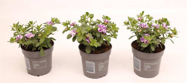 <h4>Calibrachoa Minif. Lavender</h4>