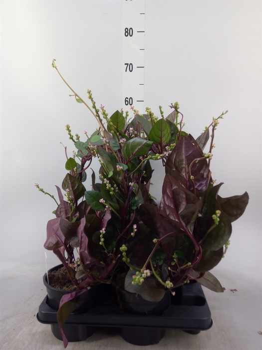 <h4>Basella alba 'Rosebud'</h4>