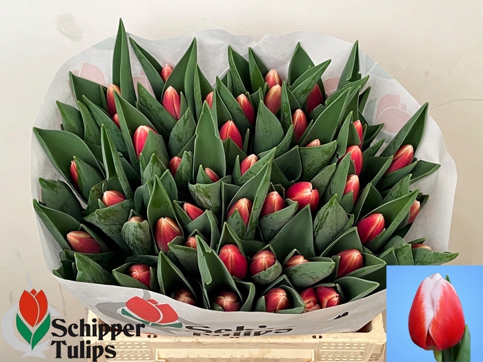 <h4>TU EN OUTFIT</h4>