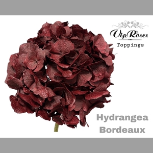 HYDR M BORDEAUX