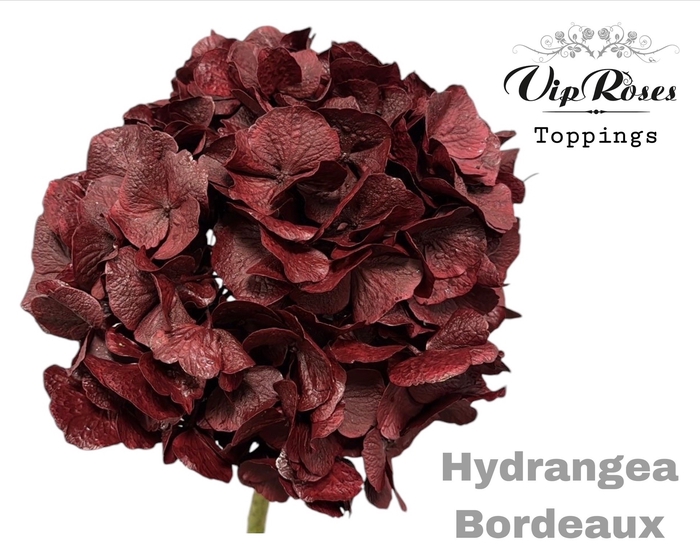 <h4>HYDR M BORDEAUX 80cm</h4>