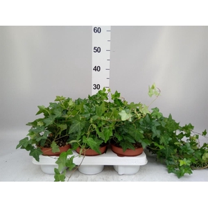 Hedera helix 'Pittsburgh'