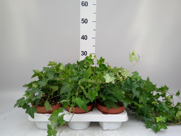 <h4>Hedera helix 'Pittsburgh'</h4>