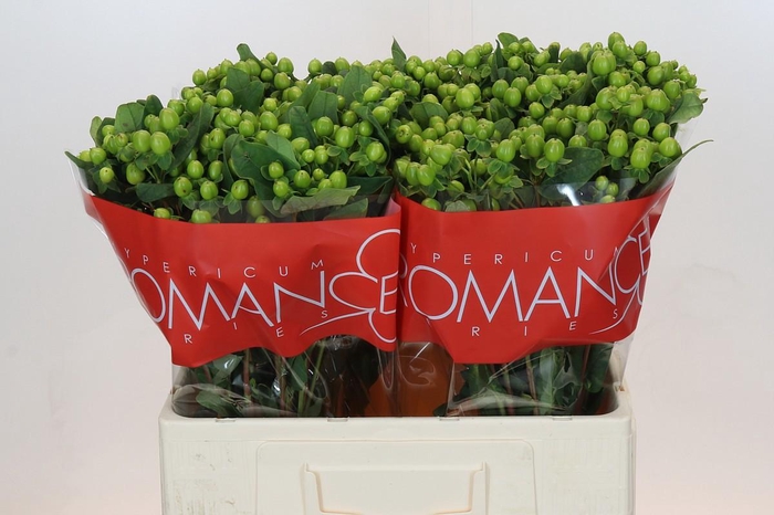 <h4>HYP LUCKY ROMANCE</h4>