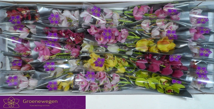 <h4>CYMB MI GEM</h4>