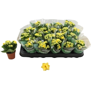 KAL GE AMARILLO YELL