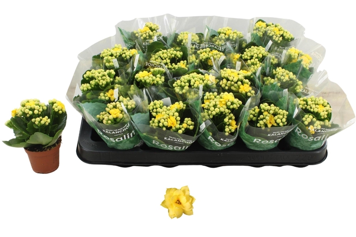 <h4>KAL GE AMARILLO YELL</h4>