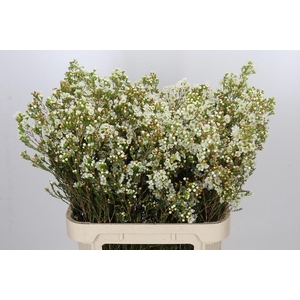 Chamelaucium Dawn Pearl