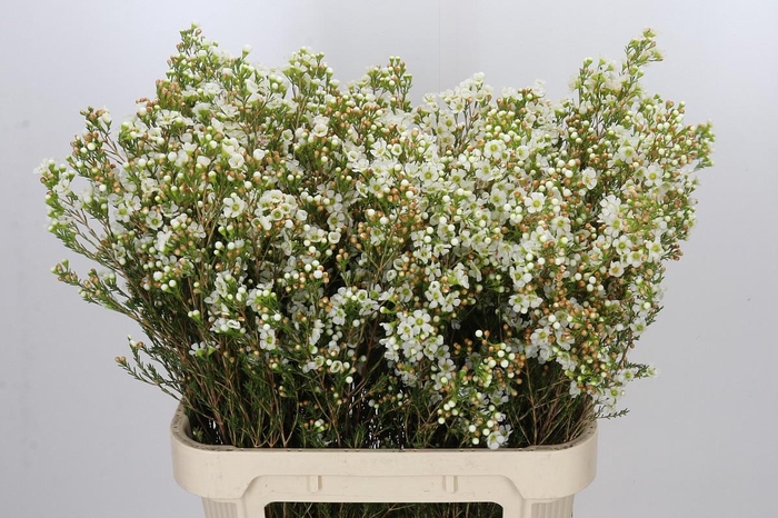 Chamelaucium Dawn Pearl