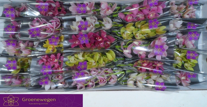 <h4>CYMB MI GEM</h4>