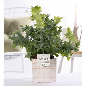 Phlebodium Davana in P&PURE Tirza ceremics