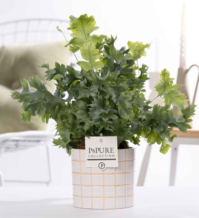 <h4>Phlebodium Davana in P&PURE Tirza ceremics</h4>