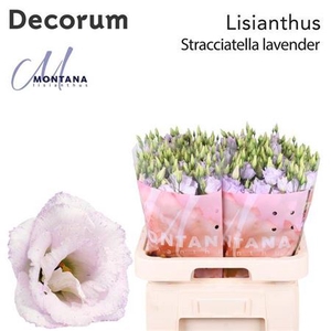 Eus G Stracciatella Lavender