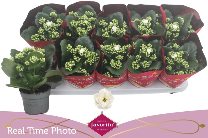 <h4>KAL B GE C MENZEL</h4>