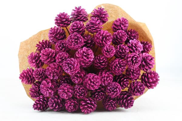 <h4>Droog Denneappel Cerise X40</h4>