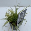 Carex Evercolor Eversheen