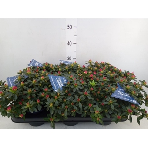 Rhododendron sim. 'Yankadi Scarlat'