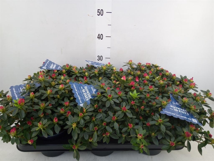 <h4>Rhododendron sim. 'Yankadi Scarlat'</h4>