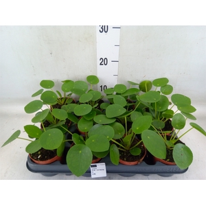 Pilea peperomioides