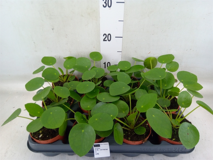 <h4>Pilea peperomioides</h4>