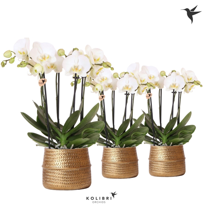 <h4>Kolibri Orchids Phalaenopsis Jewel Ghent 4 spike in Groove pot gold</h4>