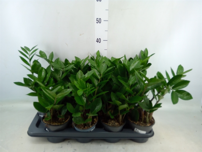 <h4>Zamioculcas zamiifolia</h4>