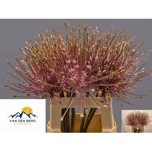ALLIUM SCHUBERTII