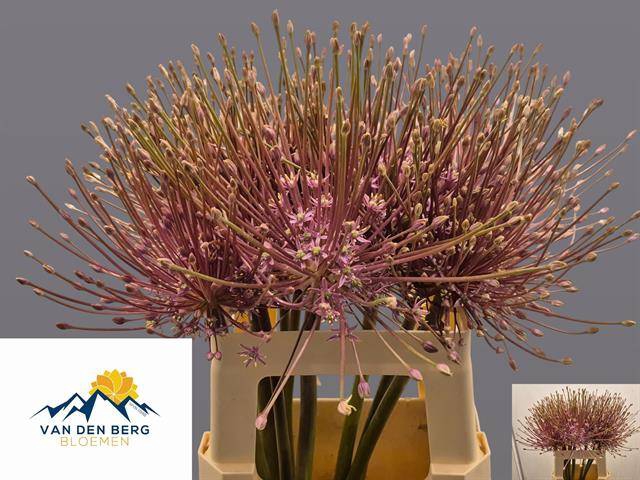 <h4>ALLIUM SCHUBERTII</h4>