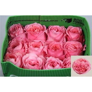 R Gr Pink X-pression Ec