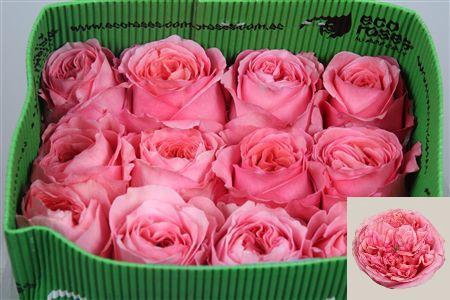 <h4>R Gr Pink X-pression Ec</h4>