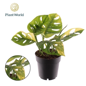 Monstera Variegated Aurea