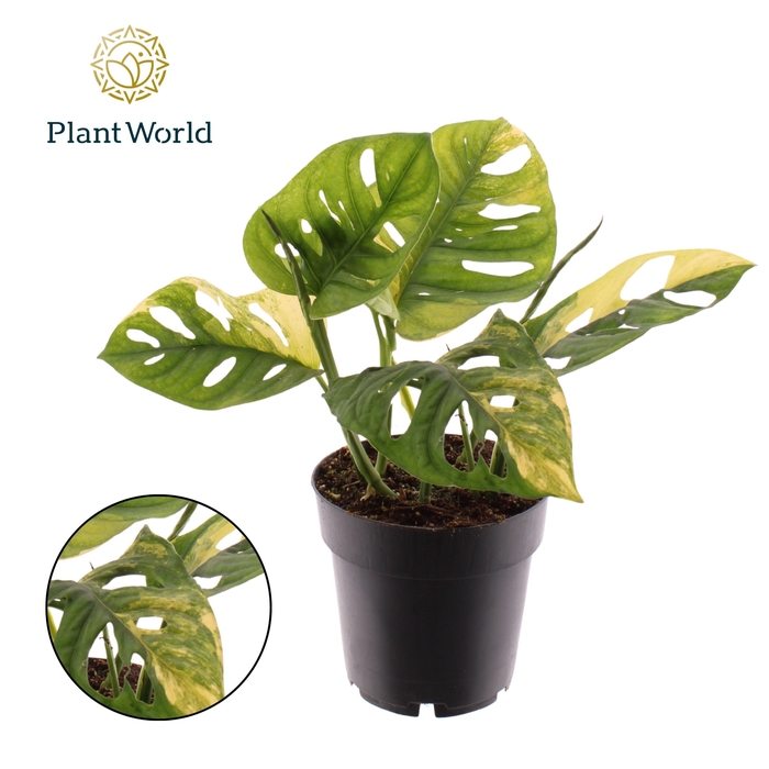 <h4>Monstera Variegated Aurea</h4>
