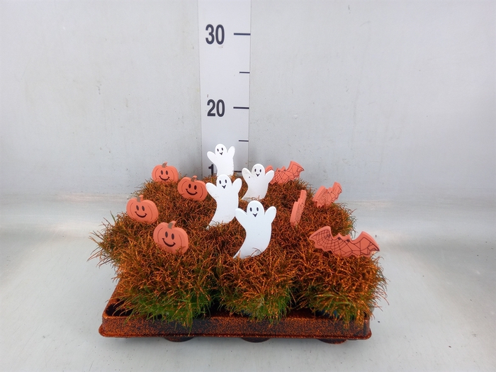 <h4>Sagina subulata</h4>