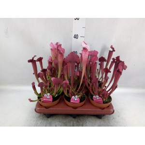 Sarracenia   ...