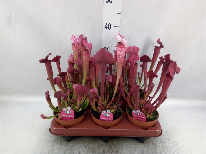 Sarracenia   ...