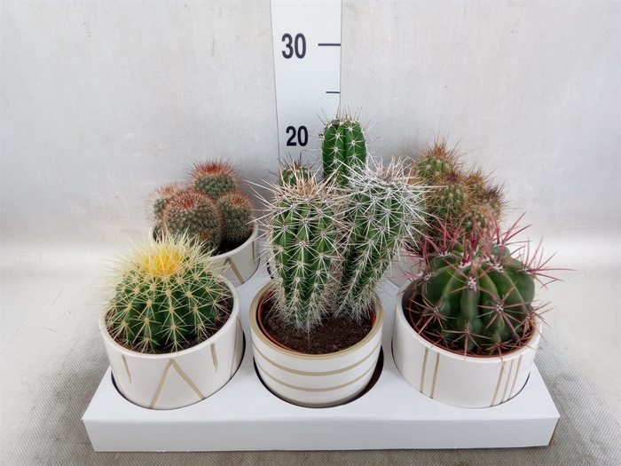 <h4>Cactus   ...</h4>