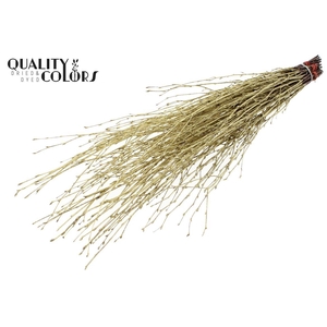 Birch 70cm 10stems Per Bunch Gold