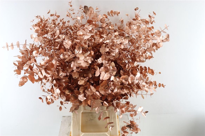 <h4>Euc Cinerea Koper</h4>